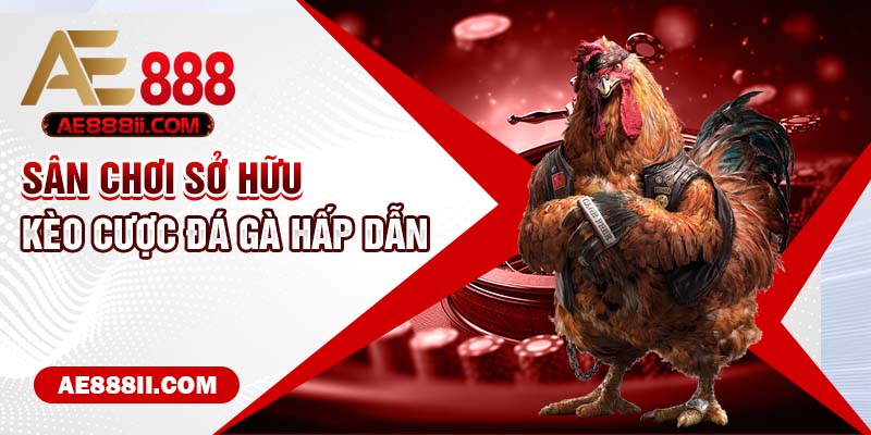 Sân chơi sở hữu kèo cược đá gà hấp dẫn